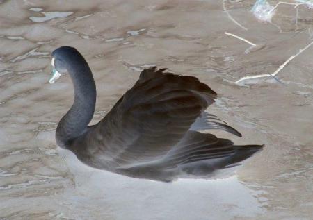 Le cygne noir ( El cisne negro)